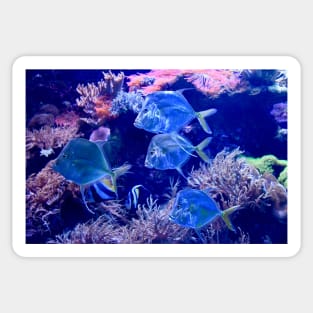 Glass fish underwater world / Swiss Artwork Photography Sticker